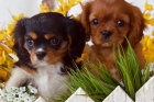 krsn pes a fenka Cavalier King Charles Spaniel pejsek a fenka k adopci.