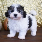 MALTIPOO tata k adopci