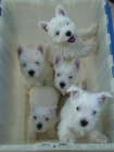 Prodm zdrav a okovan mini tata West Highland White Terriers