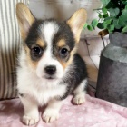 Prodm tata Pembroke Welsh Corgi.