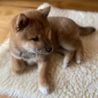 Mini tata Shiba inu jsou k dispozici a pipravena k prodeji.