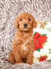 ndhern ttka Goldendoodle hledaj vn domov