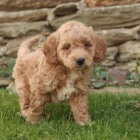 Mini Goldendoodle tata.