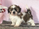 tata Shih Tzu k dispozici