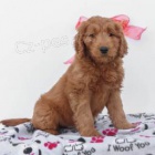 Mini Goldendoodle tata.