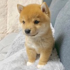 Prodm tata shiba inu. ttka jsou okovan, oderven a pipravena jt do nov rodiny a domova.