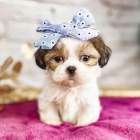 Prodm tata SHIH TZU