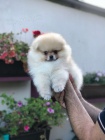 Pomeranian TATA na prodej. 