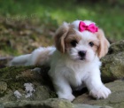 Prodm tata CAVACHONA.