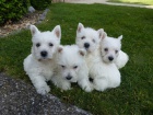 West Highland White Terrier tata