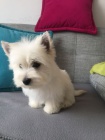 Prodm mini mini tata West Highland White Terriers