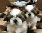 Shih Tzu tata.