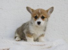 Velsk Corgi Pembroke tata