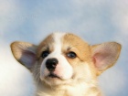 Velsk Corgi Pembroke tata