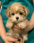 tata Maltipoo k adopci.