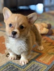 krsn a andlsk tata Pembroke Welsh Corgi na prodej.