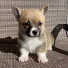 Prodm tata Pembroke Welsh Corgi.