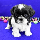 Prodm tata SHIH TZU