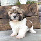 Prodm mini krsn a okovan tata SHIH TZU