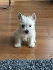 Prodm tata West Highland White Terriers