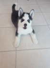 sibisk husky s krsnma modrma oima k adopci.