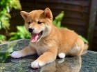 ttka shiba inu na prodej. tata jsou okovan, oderven a pipravena jt do nov rodiny a domova.