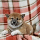 Shiba Inu tata.