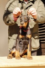 DOBERMAN tata na prodej