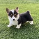 krsn a oderven ttka Pembroke Welsh Corgi k adopci