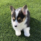 krsn a oderven ttka Pembroke Welsh Corgi k adopci