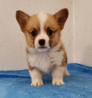 okovan a oderven tata Pembroke Welsh Corgi k adopci