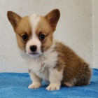 okovan a oderven tata Pembroke Welsh Corgi k adopci