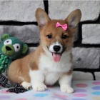 tata Pembroke Welsh Corgi k adopci