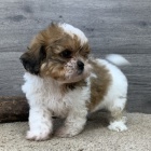 okovan fena a pes krsn ttka SHIH TZU k adopci.