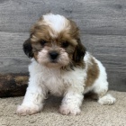 okovan fena a pes krsn ttka SHIH TZU k adopci.