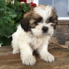 okovan tata fena a pes SHIH TZU k adopci.