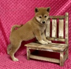 Prodm okovan tata shiba inu