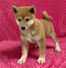 Prodm okovan tata shiba inu