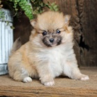 miniaturn tata pomeranian k adopci. Jsou okovan a oderven.