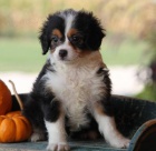 Aussiedoodle tata na prodej. Protoe jsou vichni zdrav a okovan. Zskejte jeden pro svou rodinu hned te.