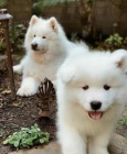 bl Samoyed tata.