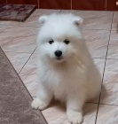 tata Samojed k dispozici