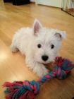 Prodm mini mini tata West Highland White Terriers