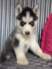 Rozkon sibisk husky s krsnma modrma oima k adopci.