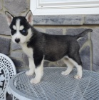 Rozkon sibisk husky s krsnma modrma oima k adopci.