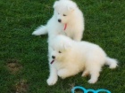 Rodokmen Samoyed tata