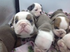 Adorables cachorros de bulldog ingls