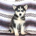 Ojos azules Husky siberiano.