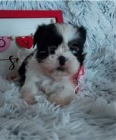 Chytr shih Tzu ttka.