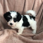 havanese tata k adopci